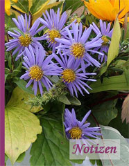 Notizbuch - Aster