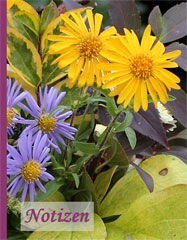 Notizbuch - Helenium