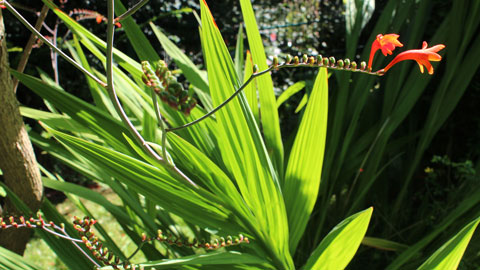 Crocosmia