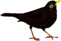 amsel