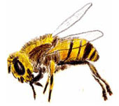 Biene