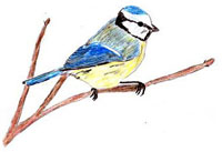 Blaumeise