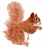 Eichhörnchen