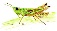 Grashüpfer