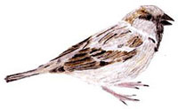 Haussperling