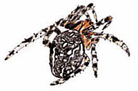 Kreuzspinne