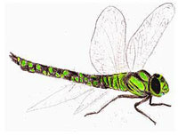 Libelle