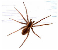Listspinne