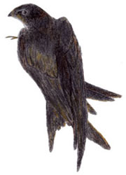 Mauersegler