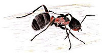 Waldameise