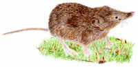 Waldspitzmaus