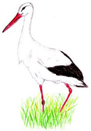 Weißstorch