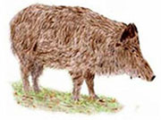 Wildschwein