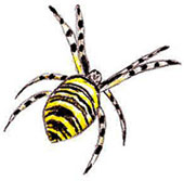 Zebraspinne